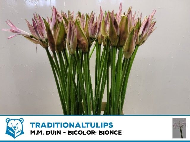 Nerine Bico Bionce 70cm