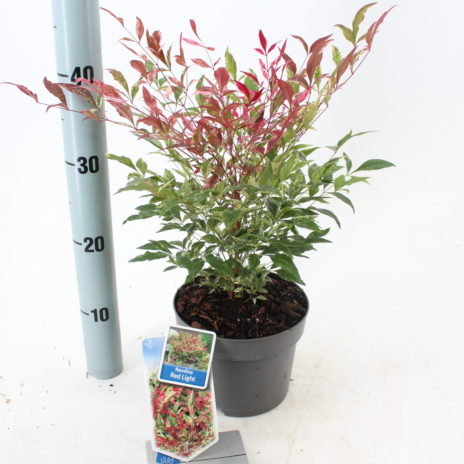 Picture of Nandina domestica Red Light ('NRL2015'PBR)