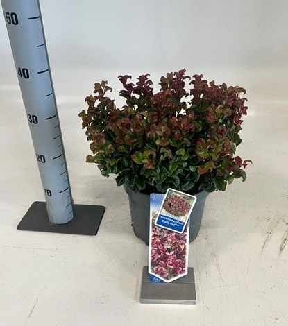 Leucot Ax Curly Red 23Ø 40cm