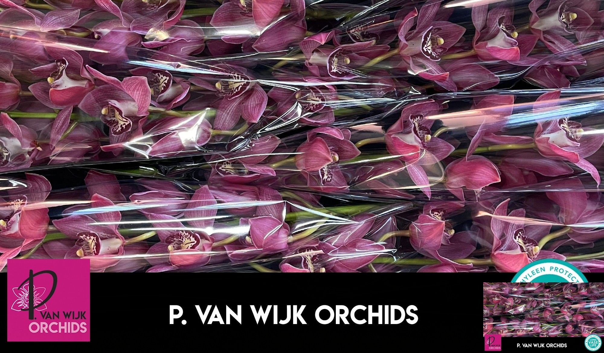 Cymbidium Pin-up 12/15bl