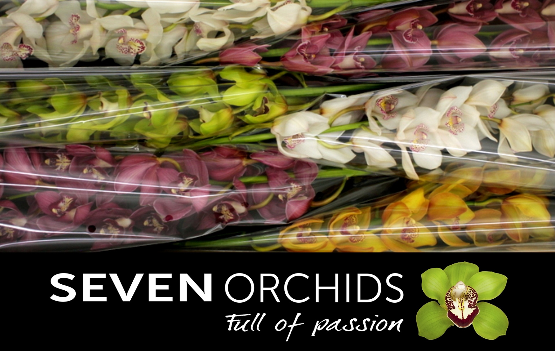 Cymbidium Asst 13bl