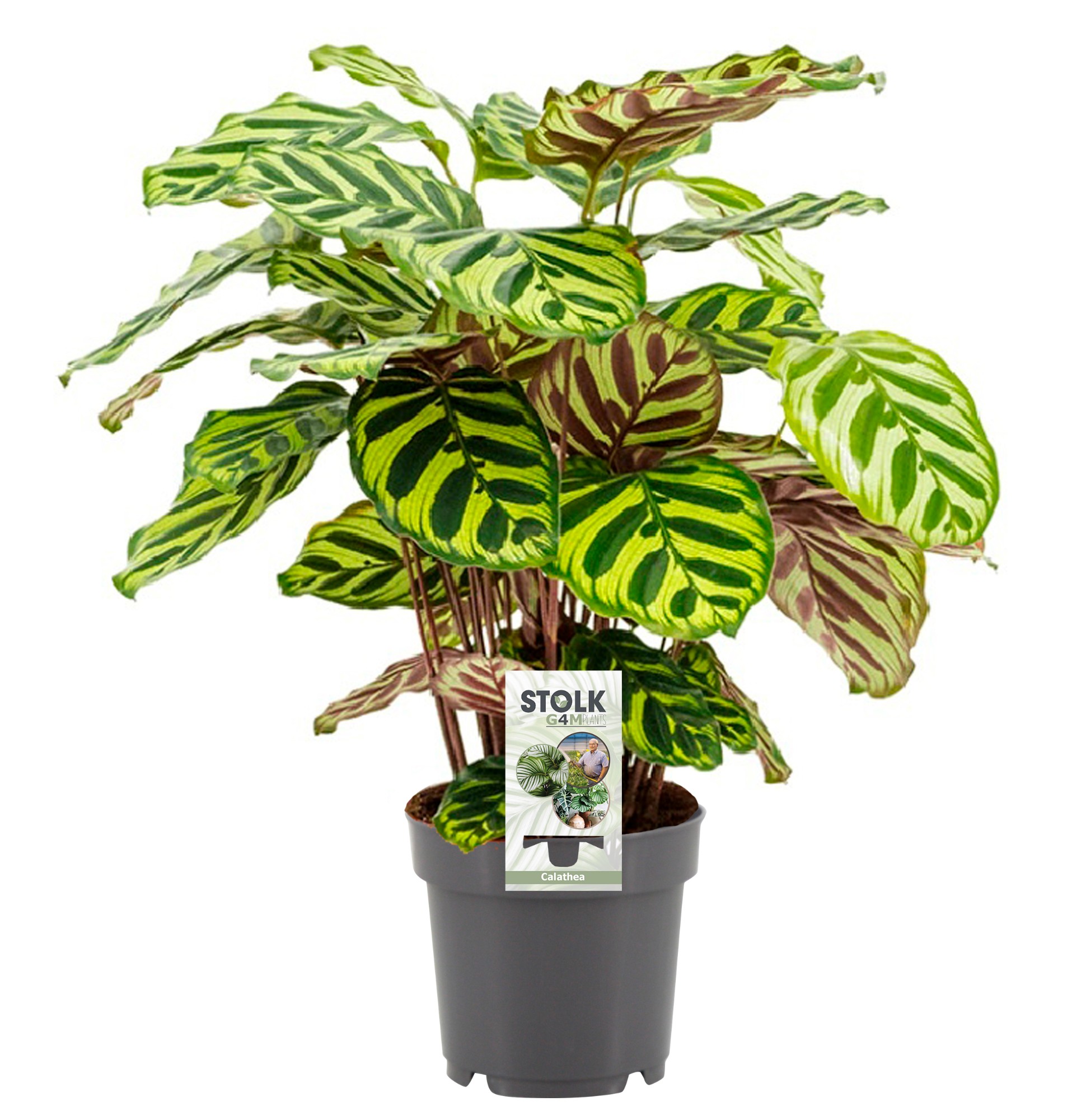 Picture of Calathea Makoyana P14 45cm