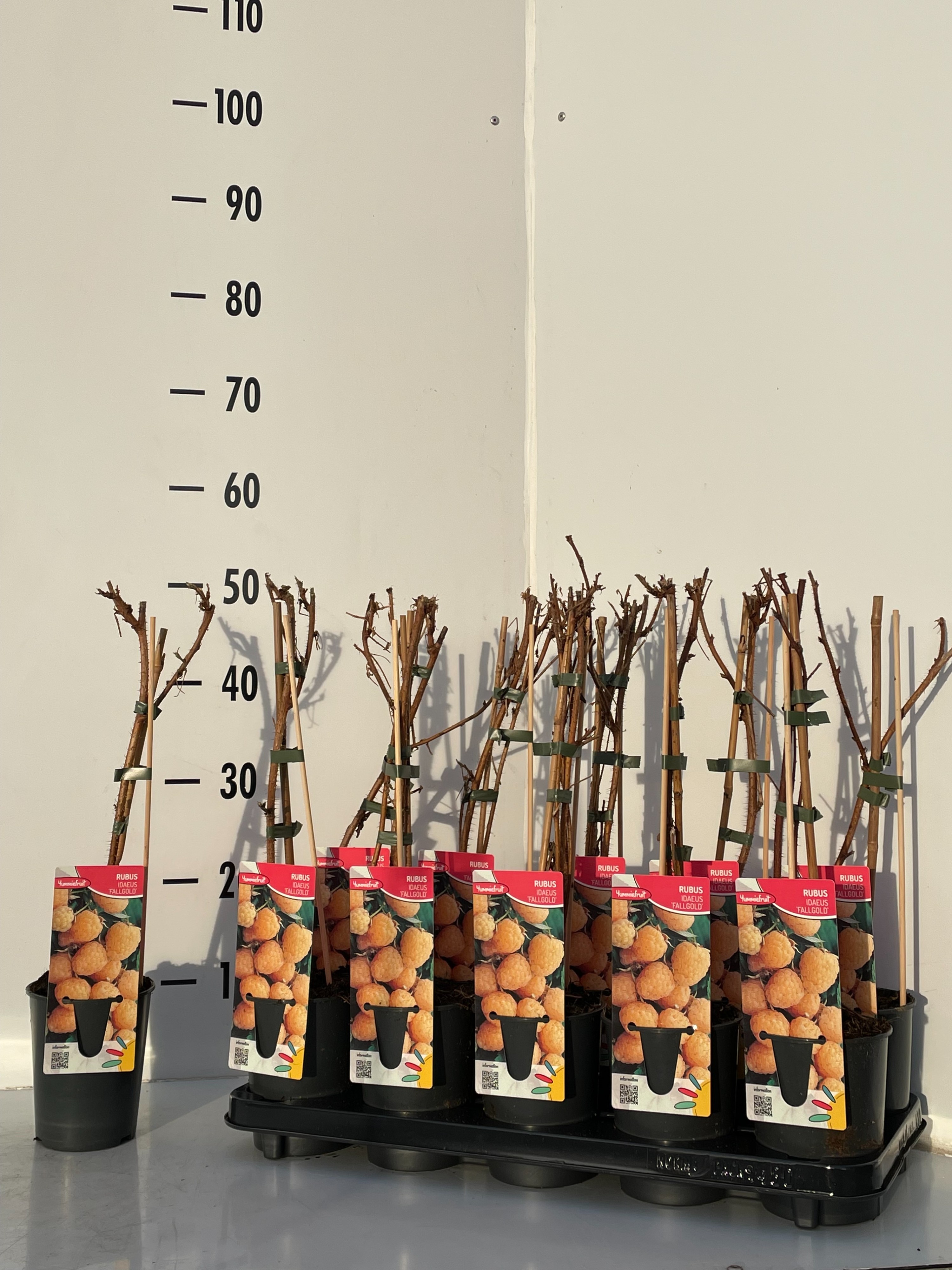 Picture of Rubus idaeus Fallgold P12 2-STICK