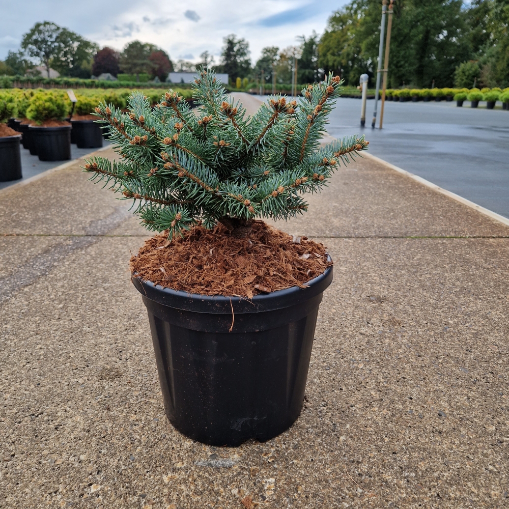 Picture of Picea pungens Glauca Globosa P24 40CM (LOOSE)