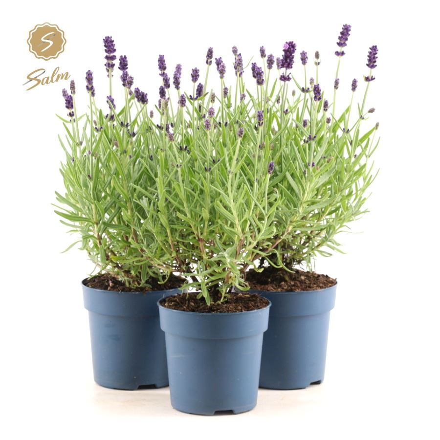 Picture of Lavandula ang. 'Felice'® Collection P10,5