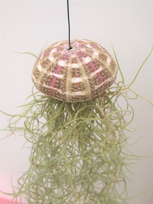 Till Usneoides