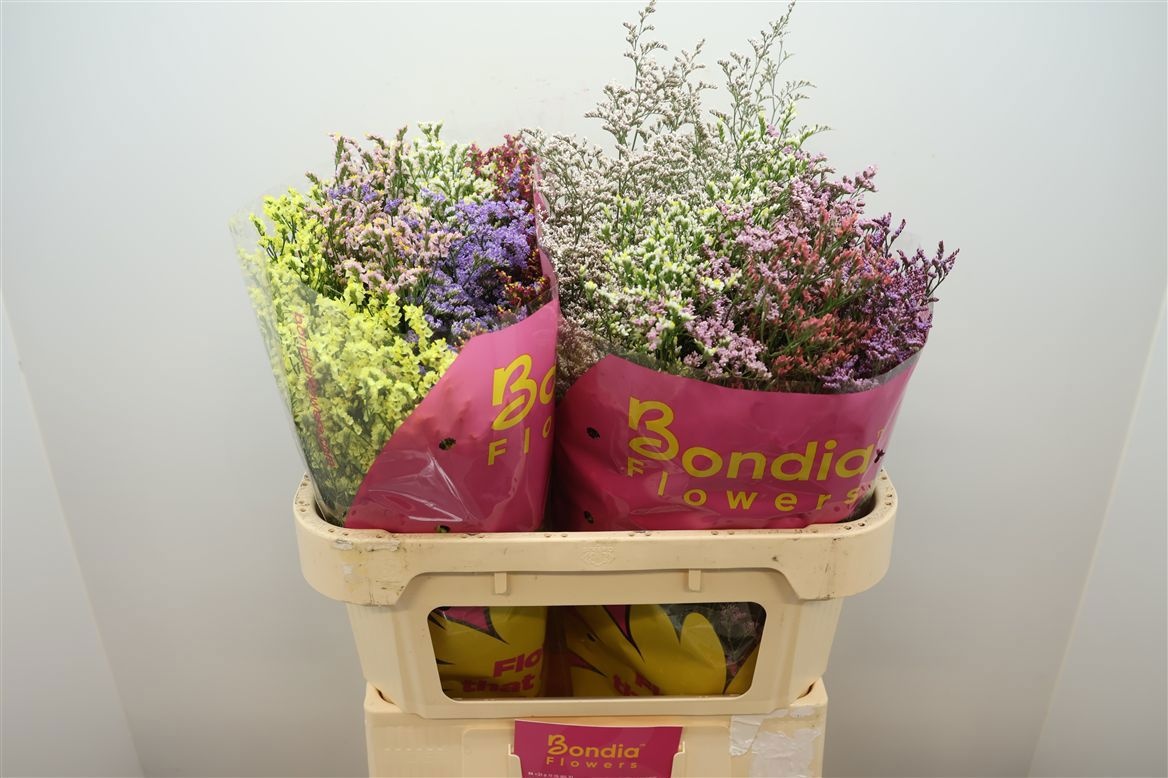 Limonium Sin Diamond Mixed 70cm 30gram