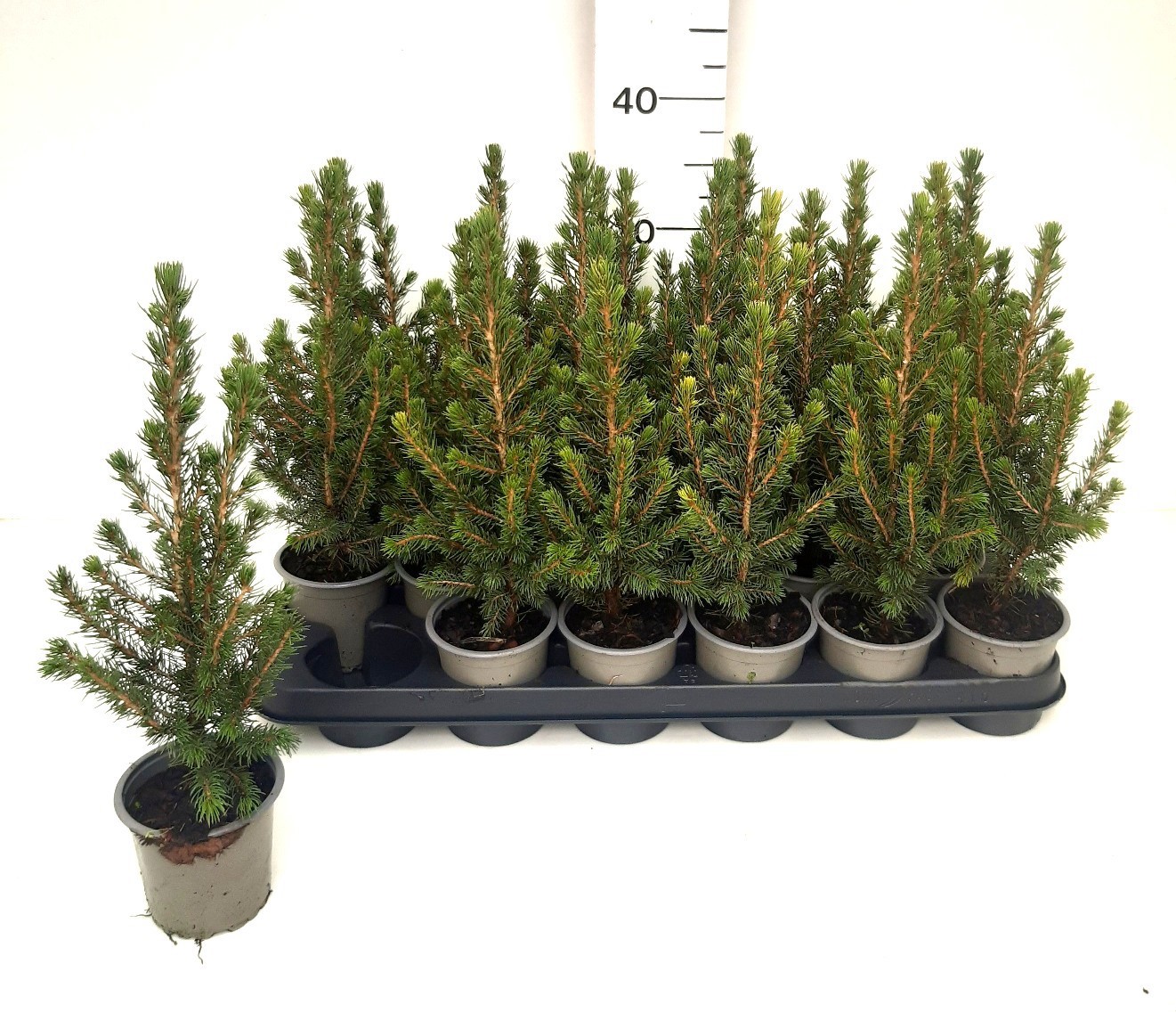 Picea gl. 'Conica'