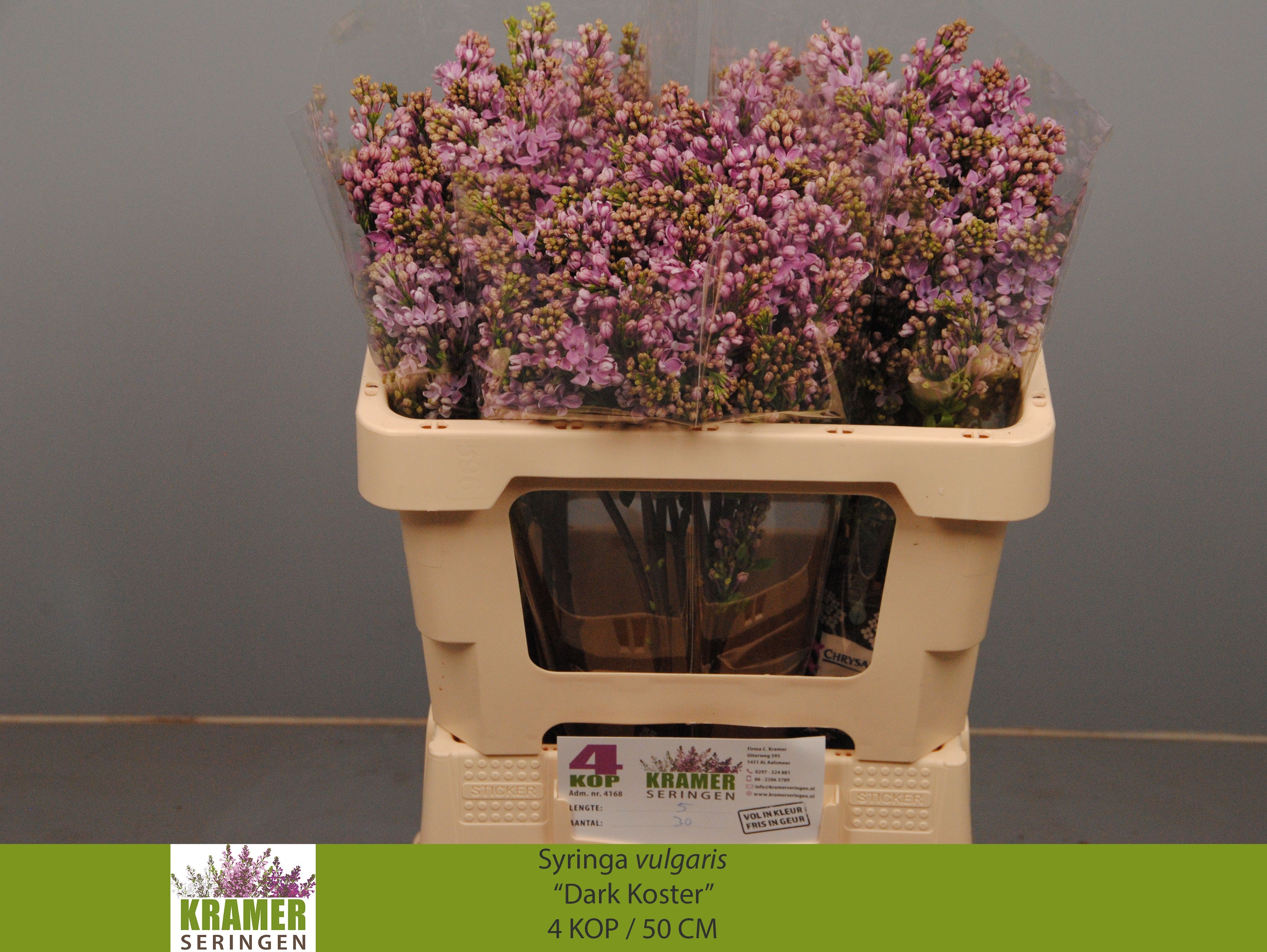 Lilac Dark Koster 50cm 4