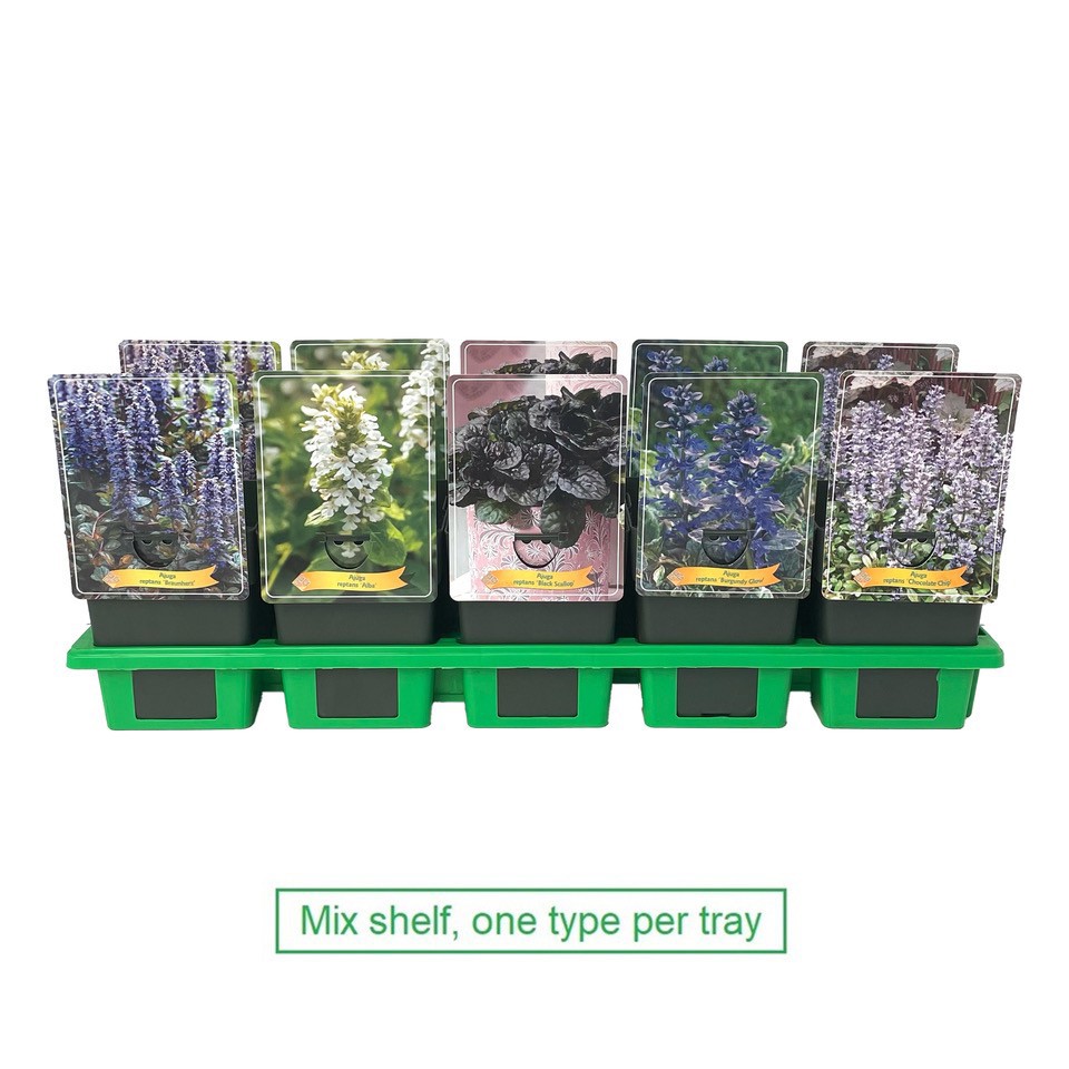Ajuga mix laag