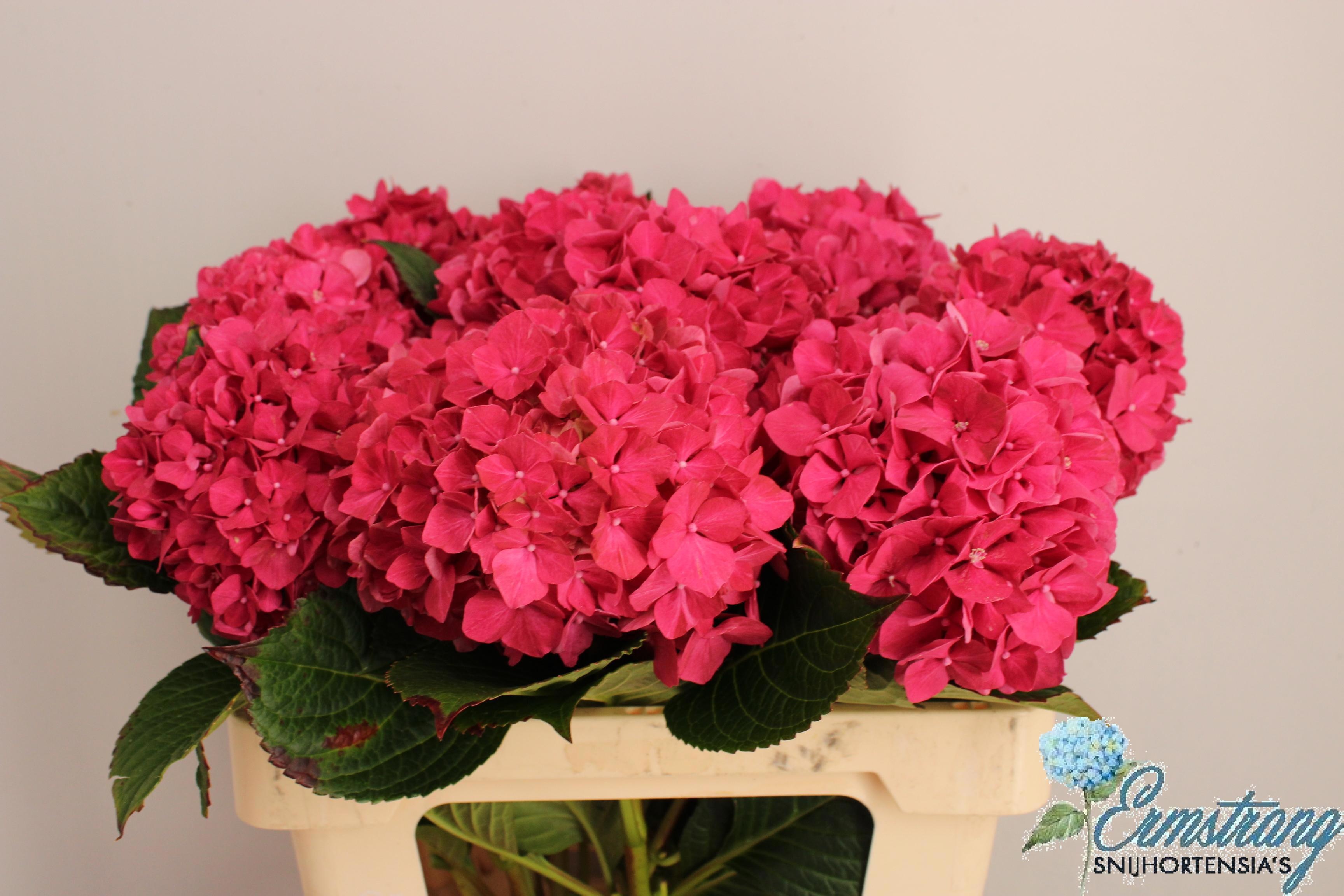 Hydrangea Glowing Alps Pink 60cm 12Ø