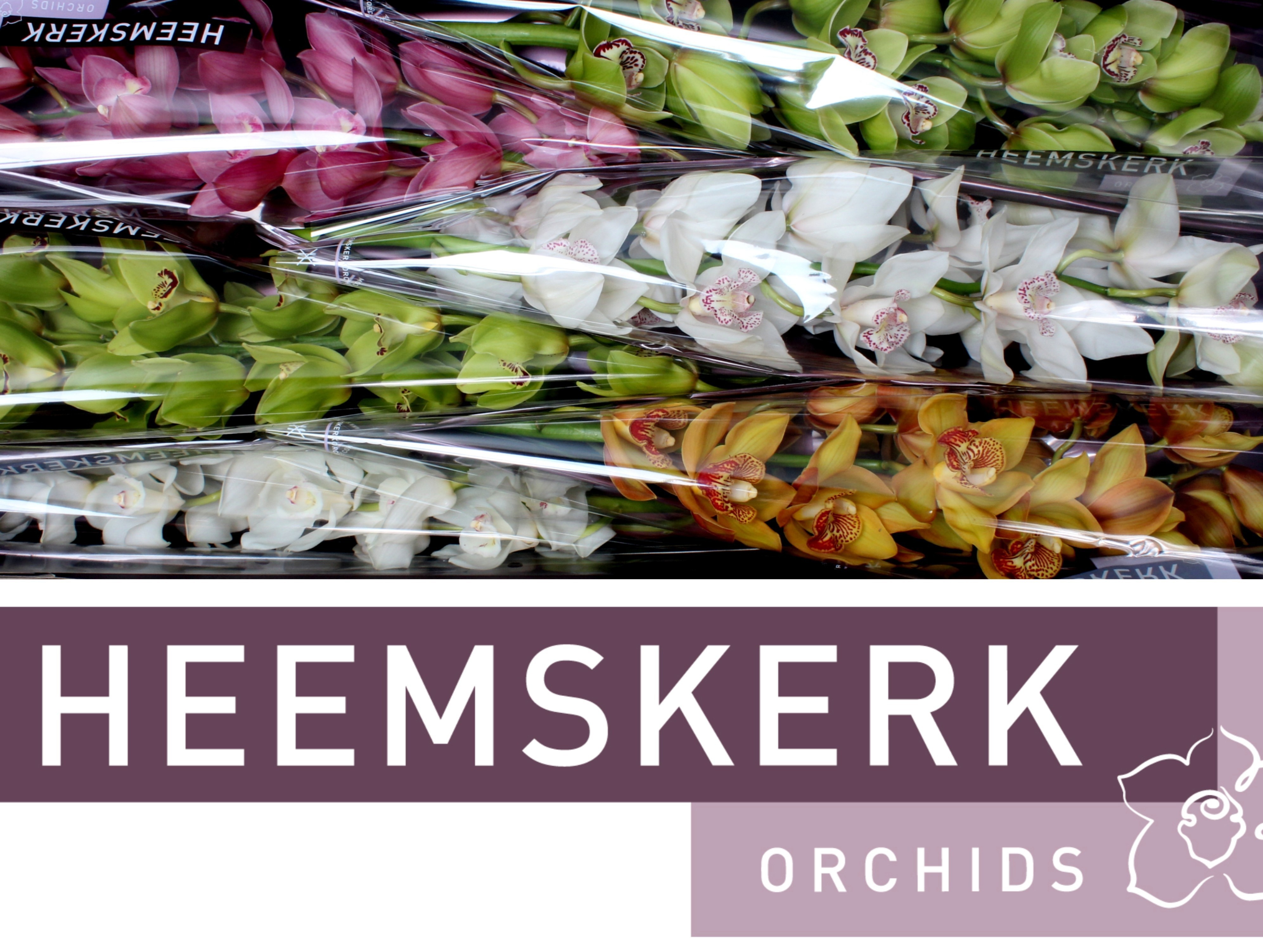 Cymbidium Asst 13bl