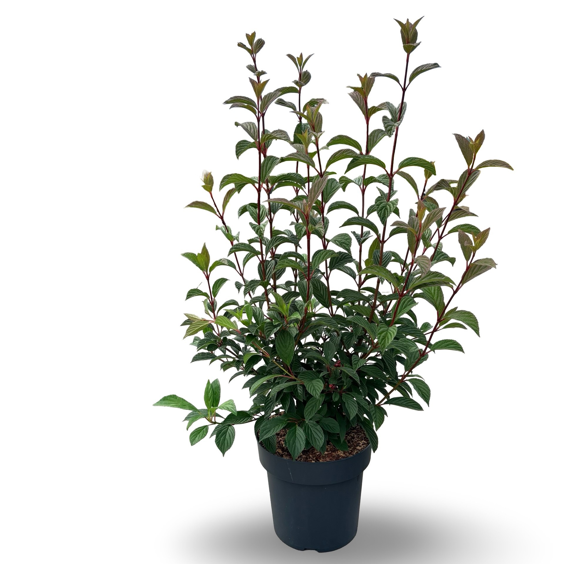 Viburnum bodnantense 'Charles Lamont'