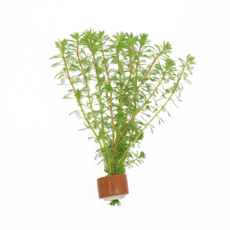 Myriophyllum brasilensis (TCR)