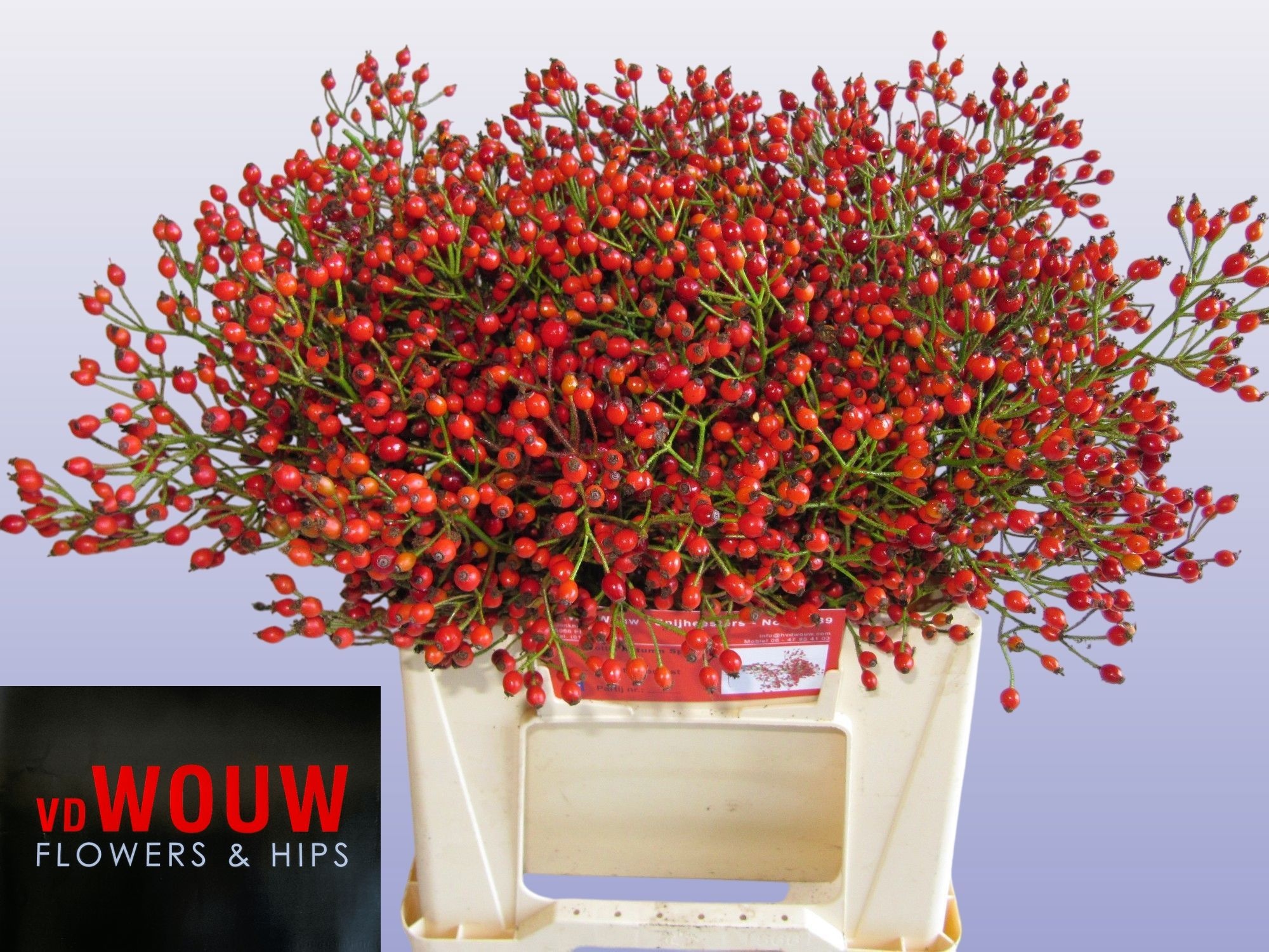 Rosa F Aut Splendor 40cm