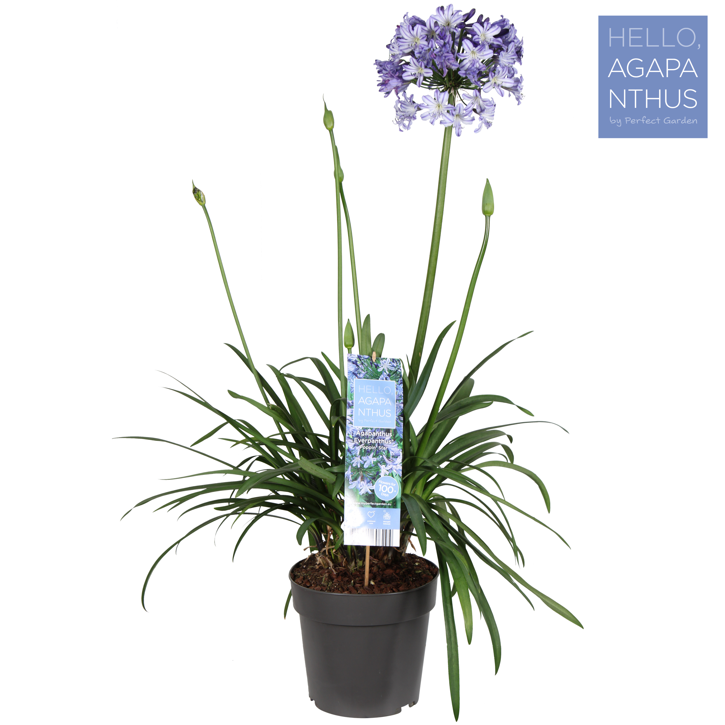 Picture of Agapanthus 'Popping Star' P23