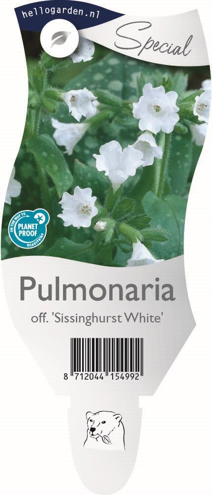 Pulmonaria officinalis 'Sissinghurst White