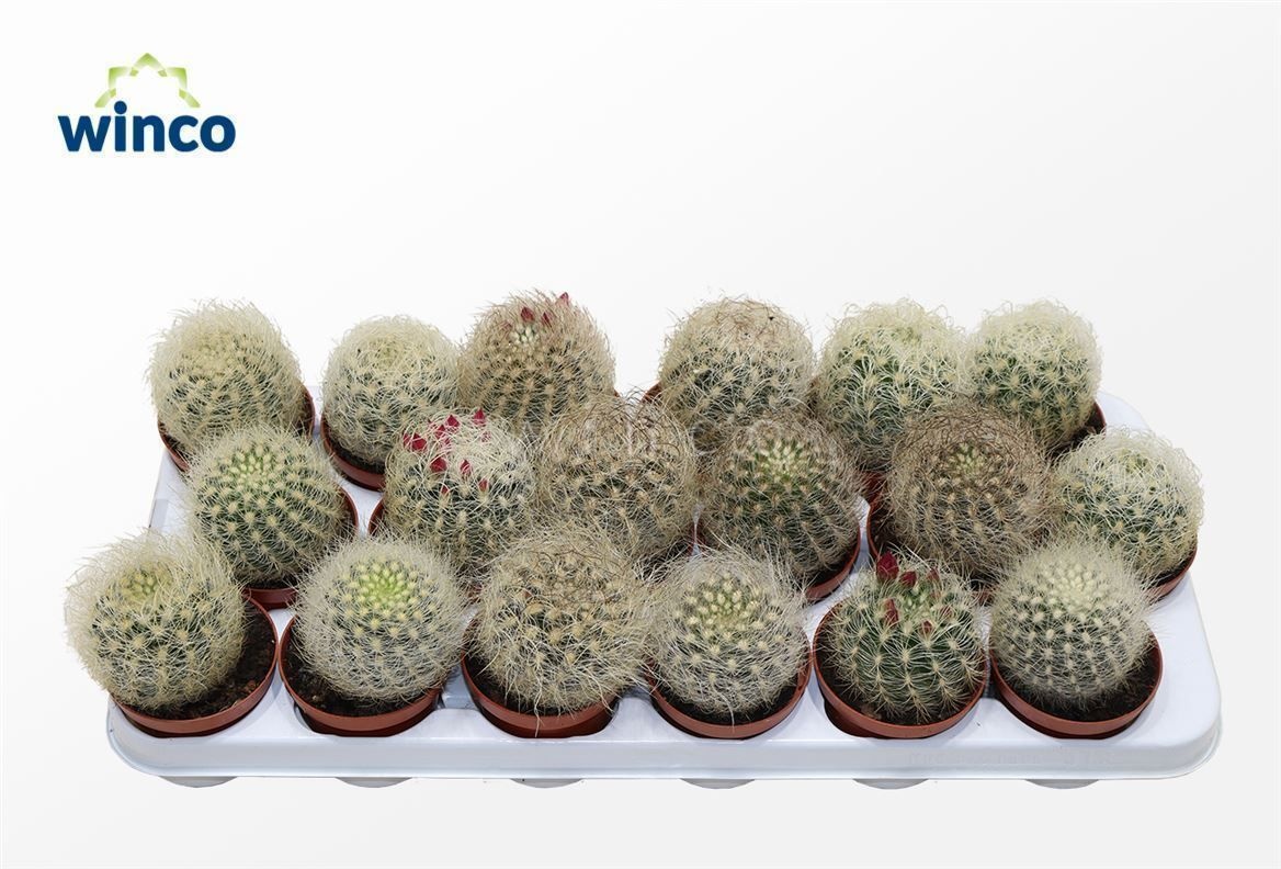 Cactus Ov 508P 16H