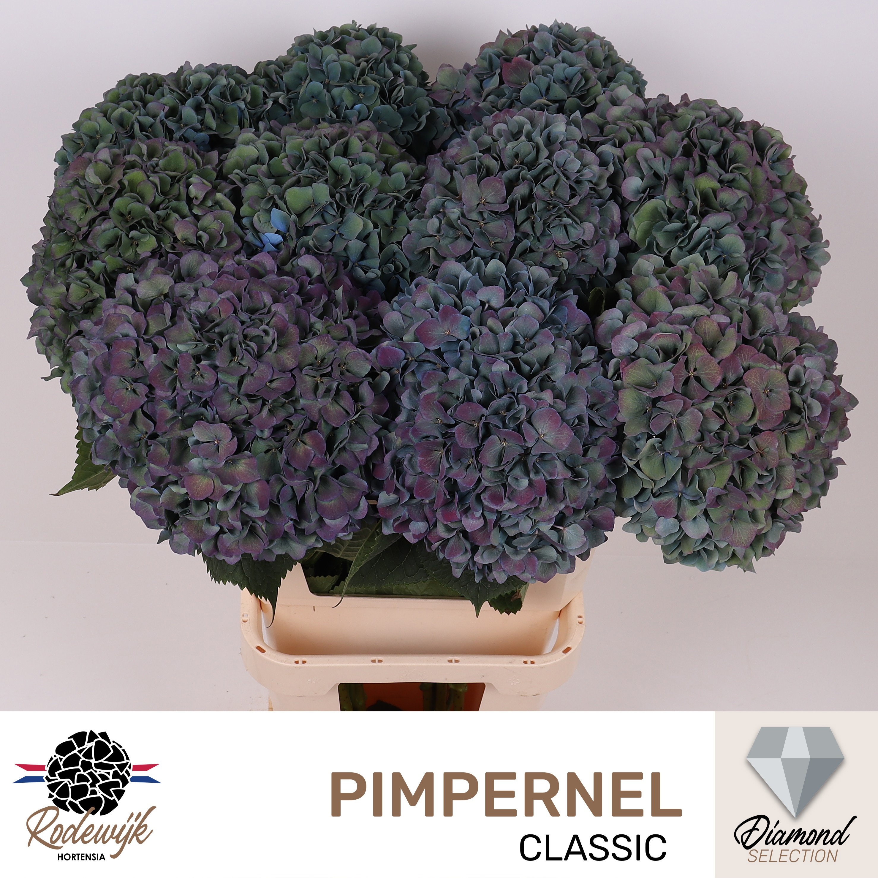 Hydrangea Pimpernel Classic 100cm 26Ø