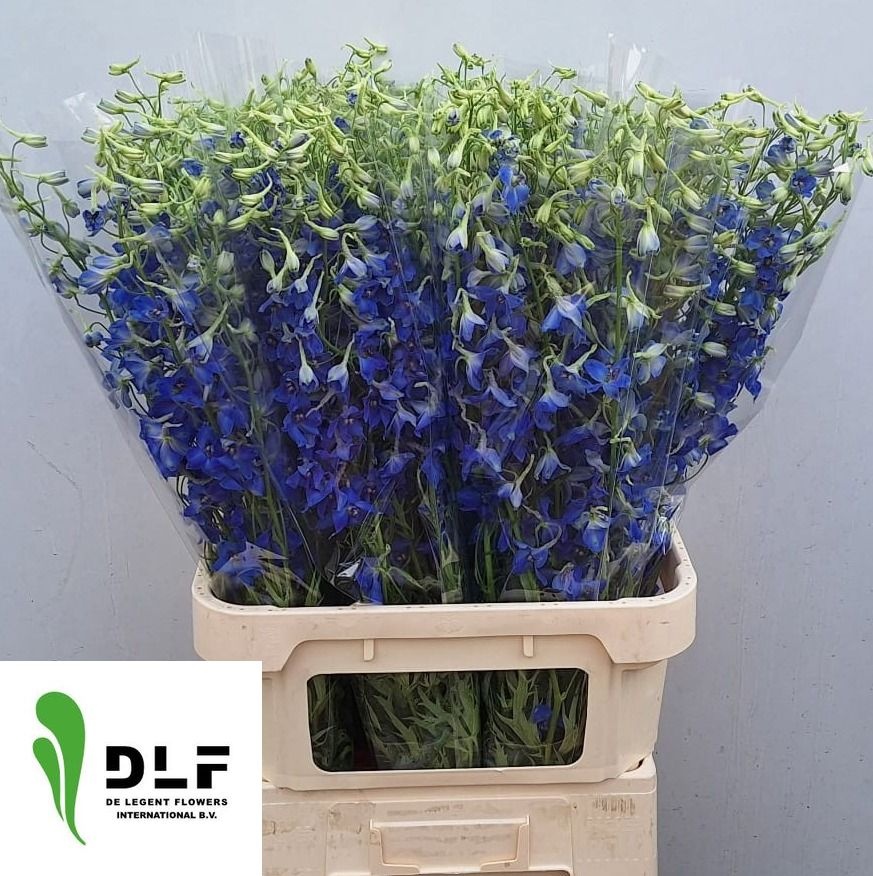 Delphinium Volkenrfrieden 90cm