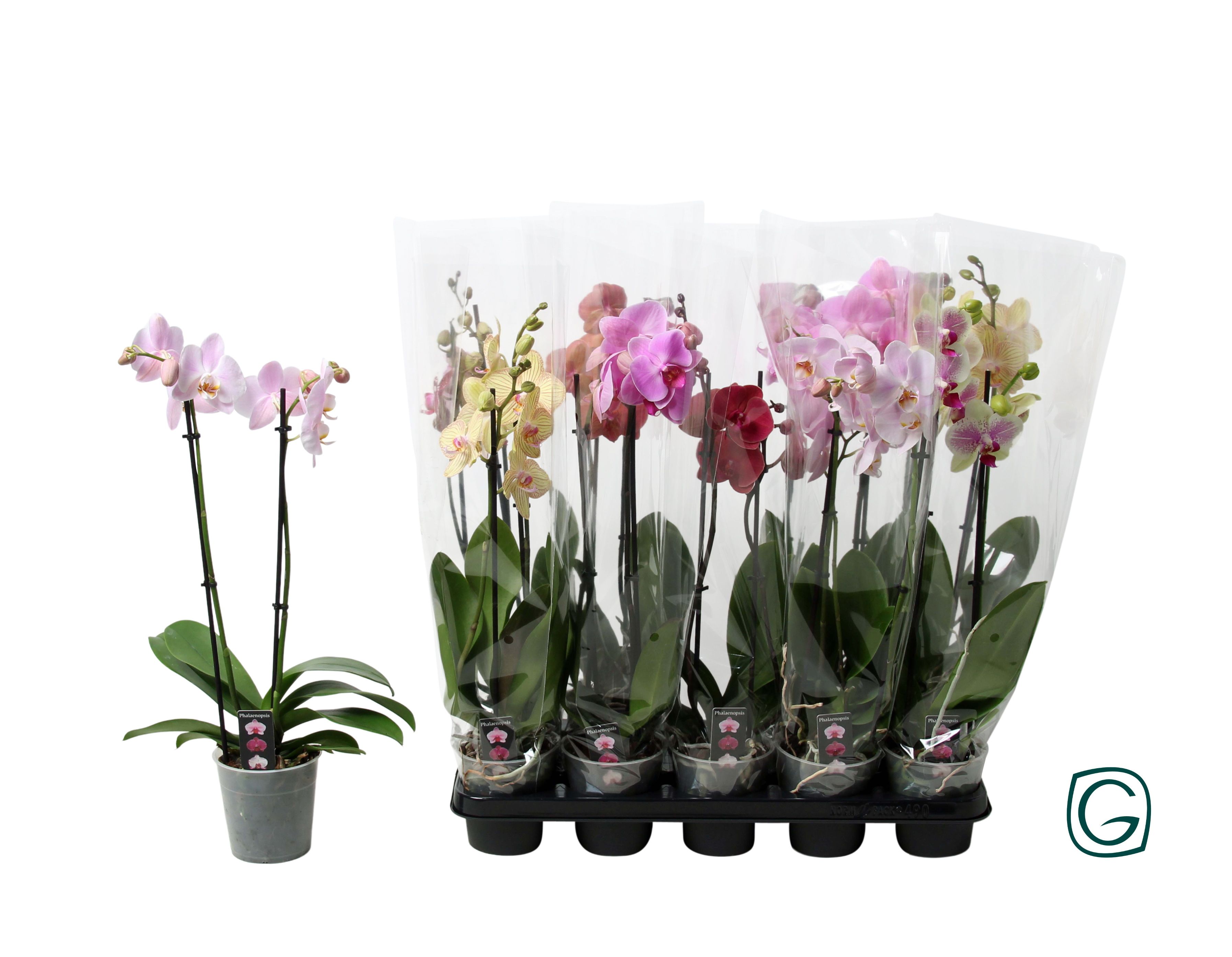 Phal Gem 4 Kl 12Ø 55cm