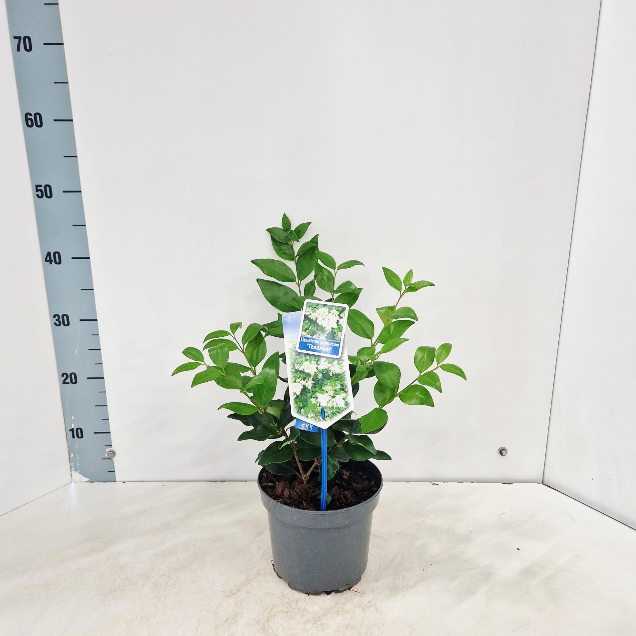 Ligustrum japonicum 'Texanum'