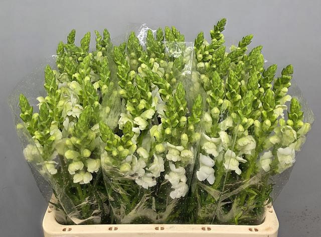 Antirrhinum Maryland White 60cm