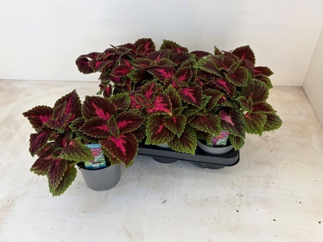Plectr Col Mst Park Avenu 13Ø 17cm