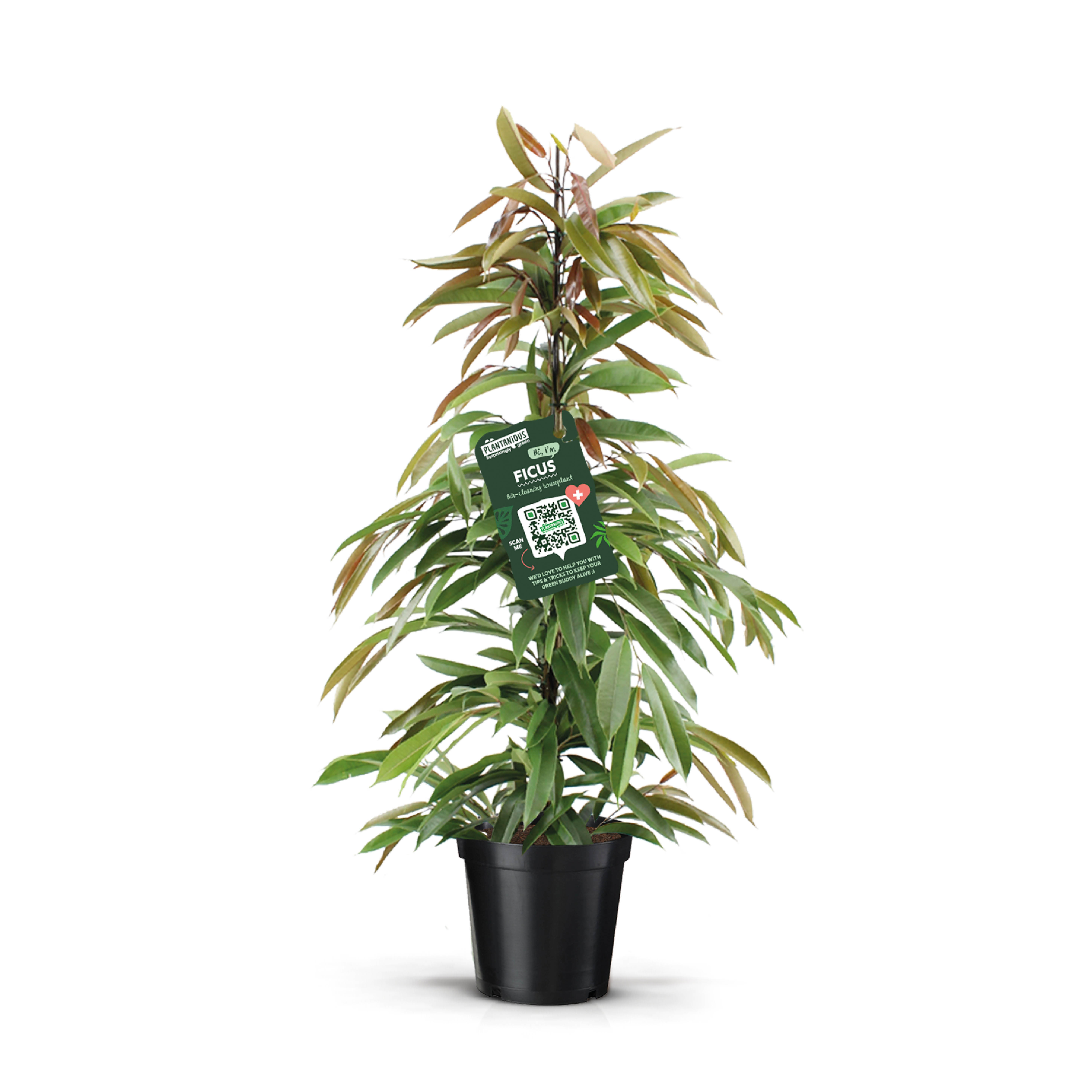 Picture of Ficus AmstelKing P21 110cm