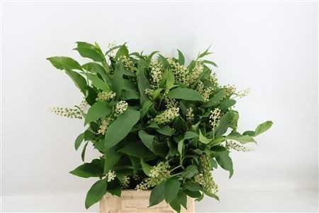 Phytola Americana Bs
