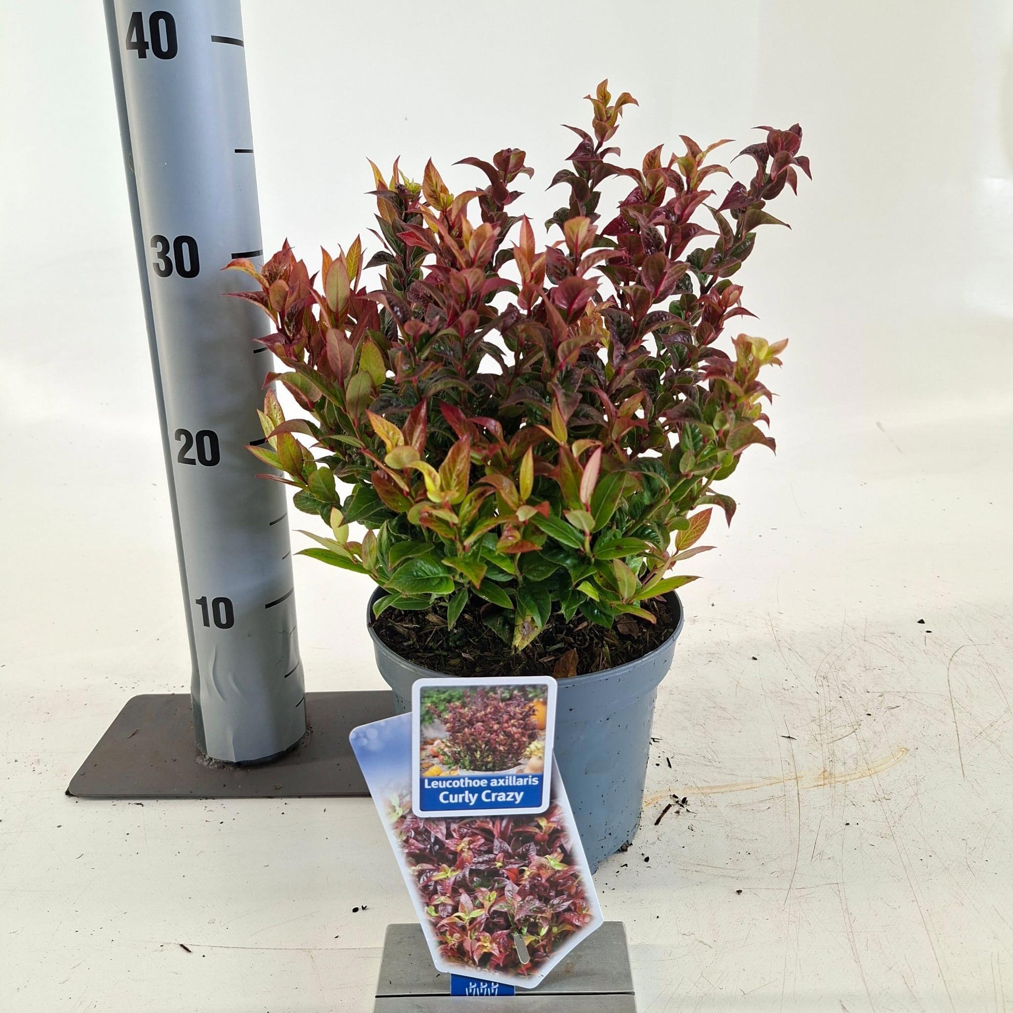 Leucothoe axillaris ‘Curly Crazy’