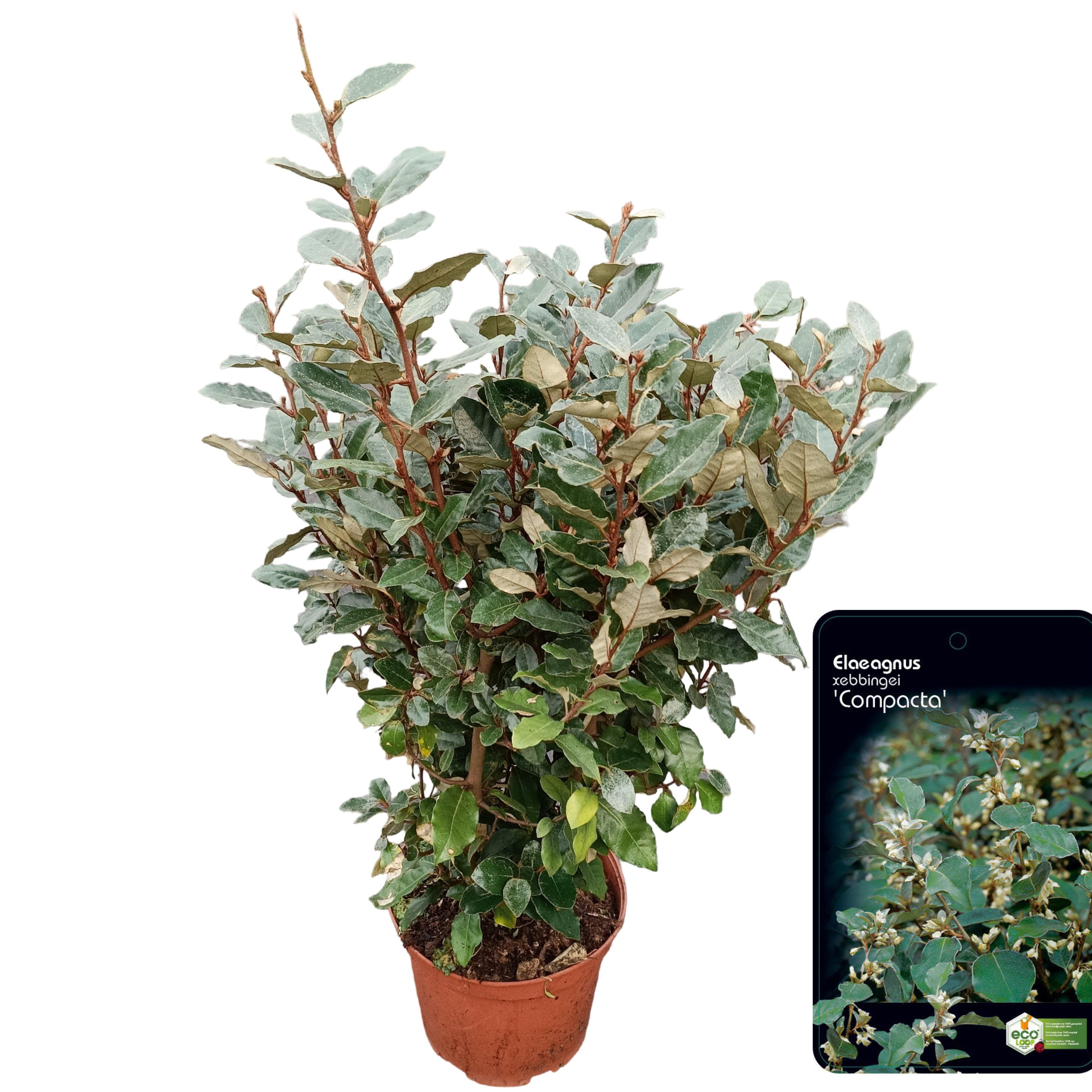 Picture of Elaeagnus ebbingei 'Compacta' C10