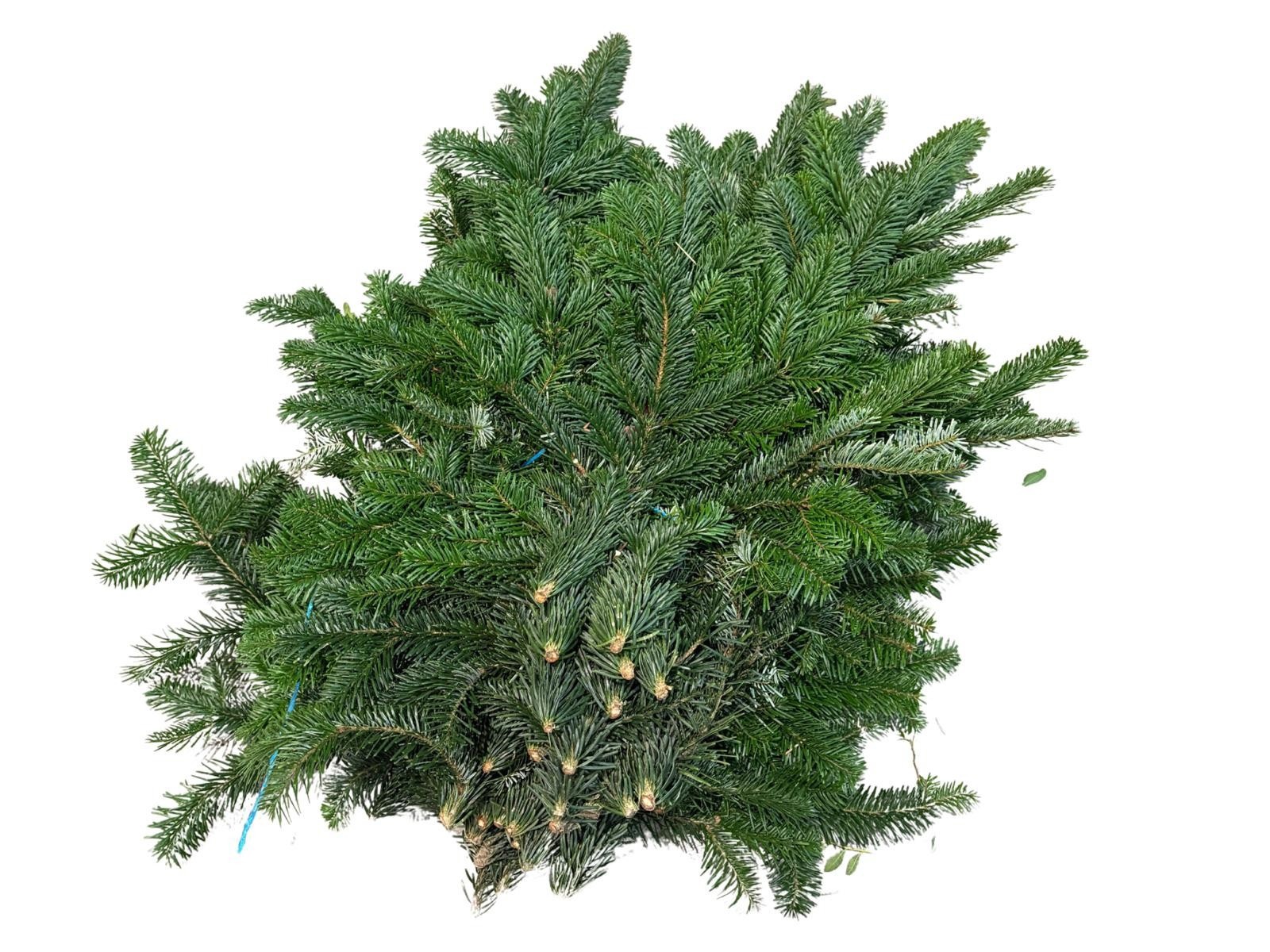 Abies Nordmanniana B
