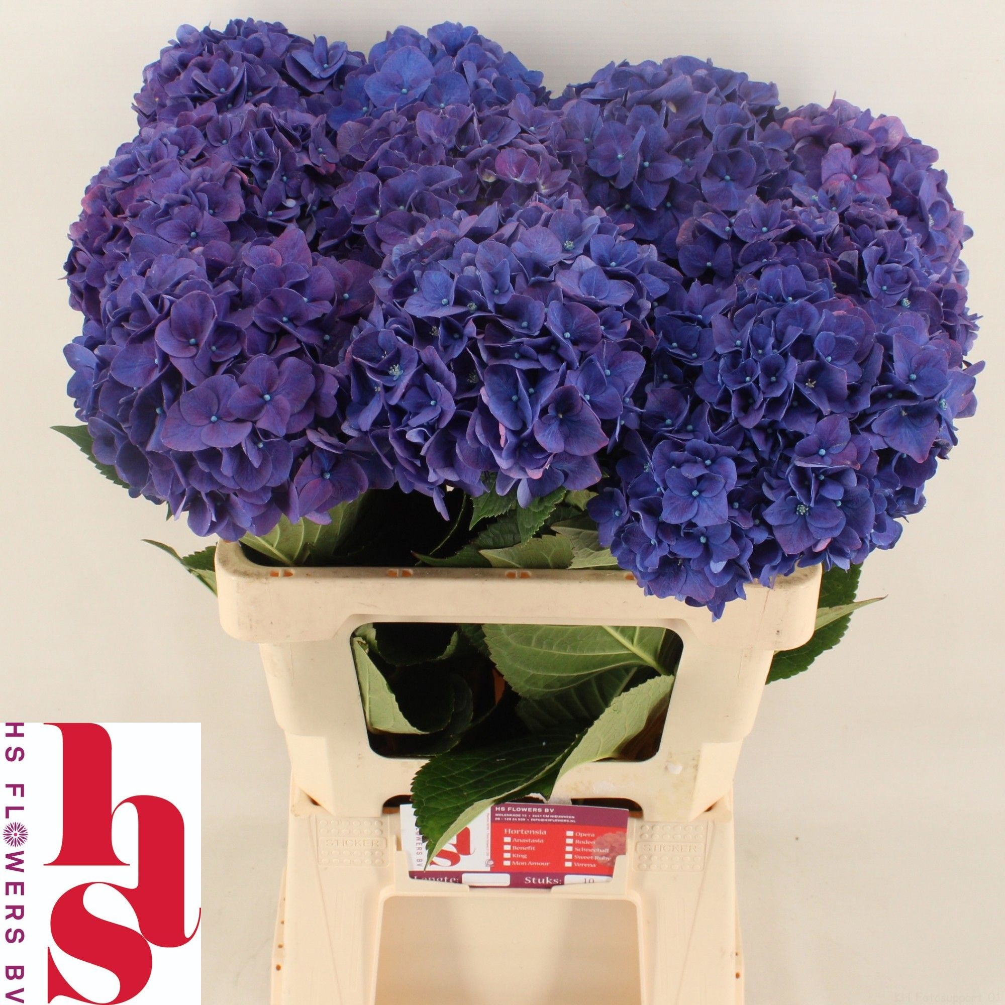 Hydrangea Rodeo Purple 60cm 19Ø
