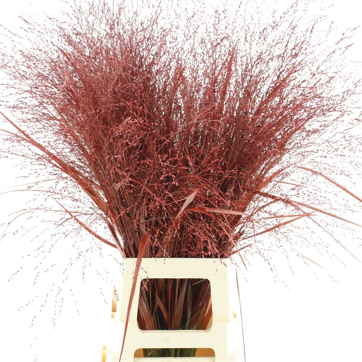 Ornamental Grass Painted (PANICUM)