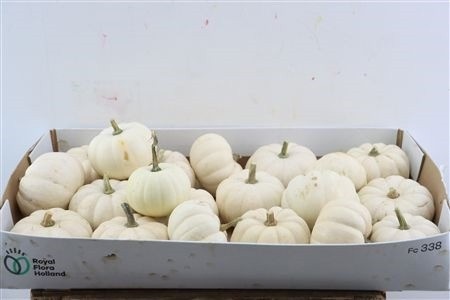Cucurbita Pepo