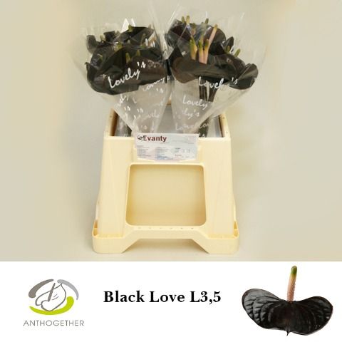 Anth Black Love