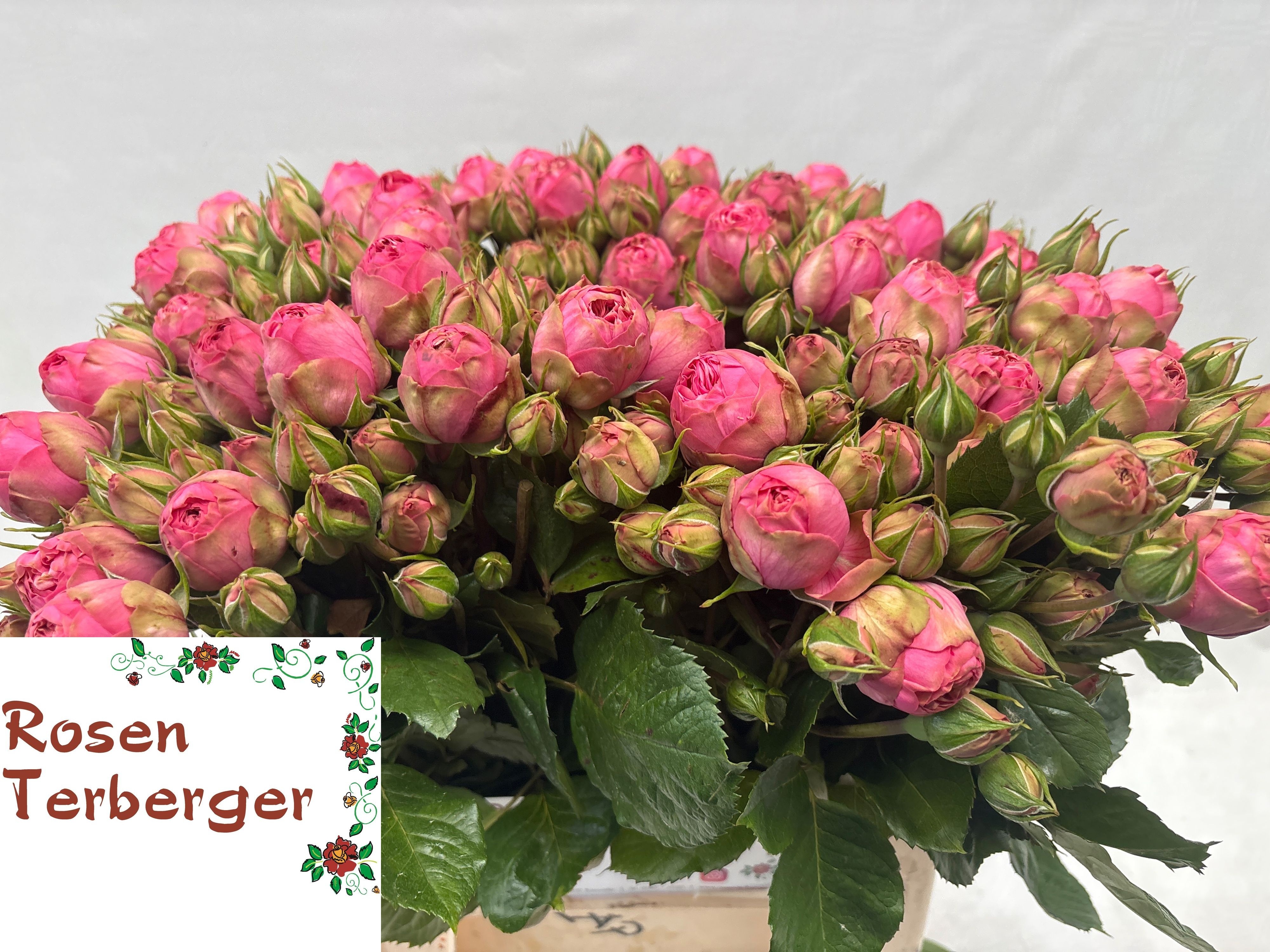 Rosa Spr Pink Piano Freiland 40cm