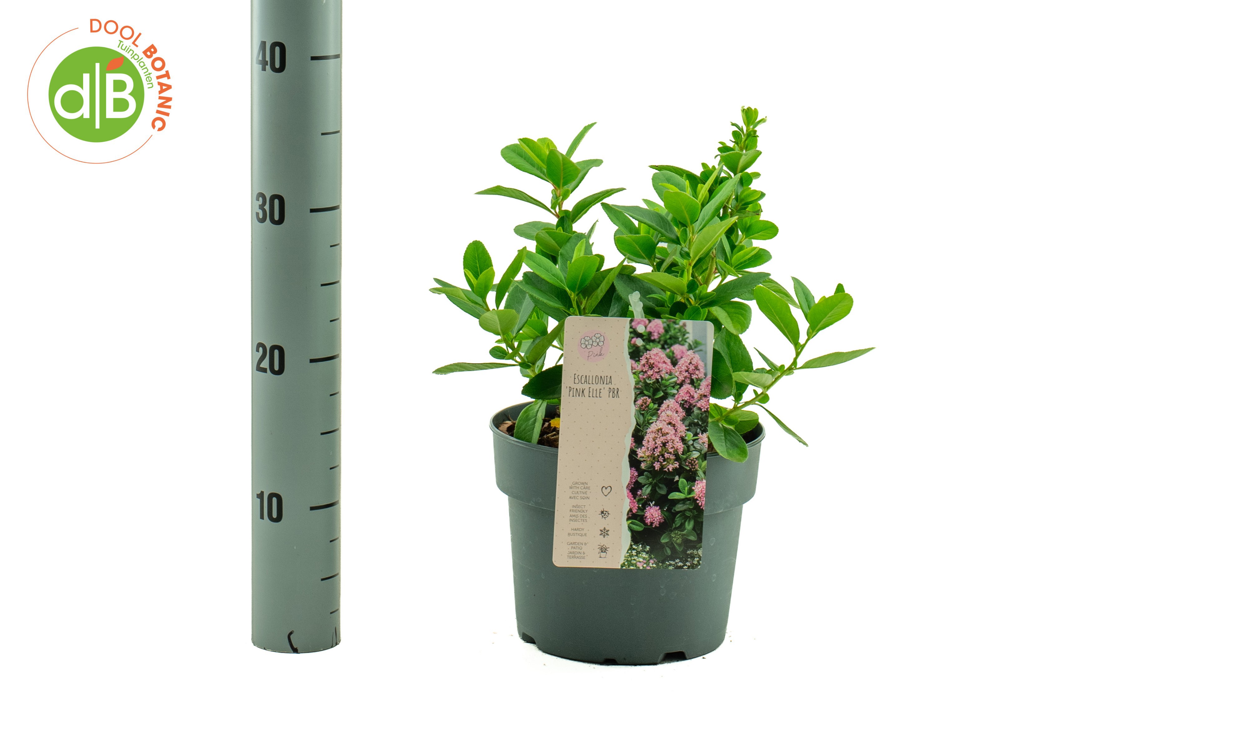 Escallonia 'Pink Elle'