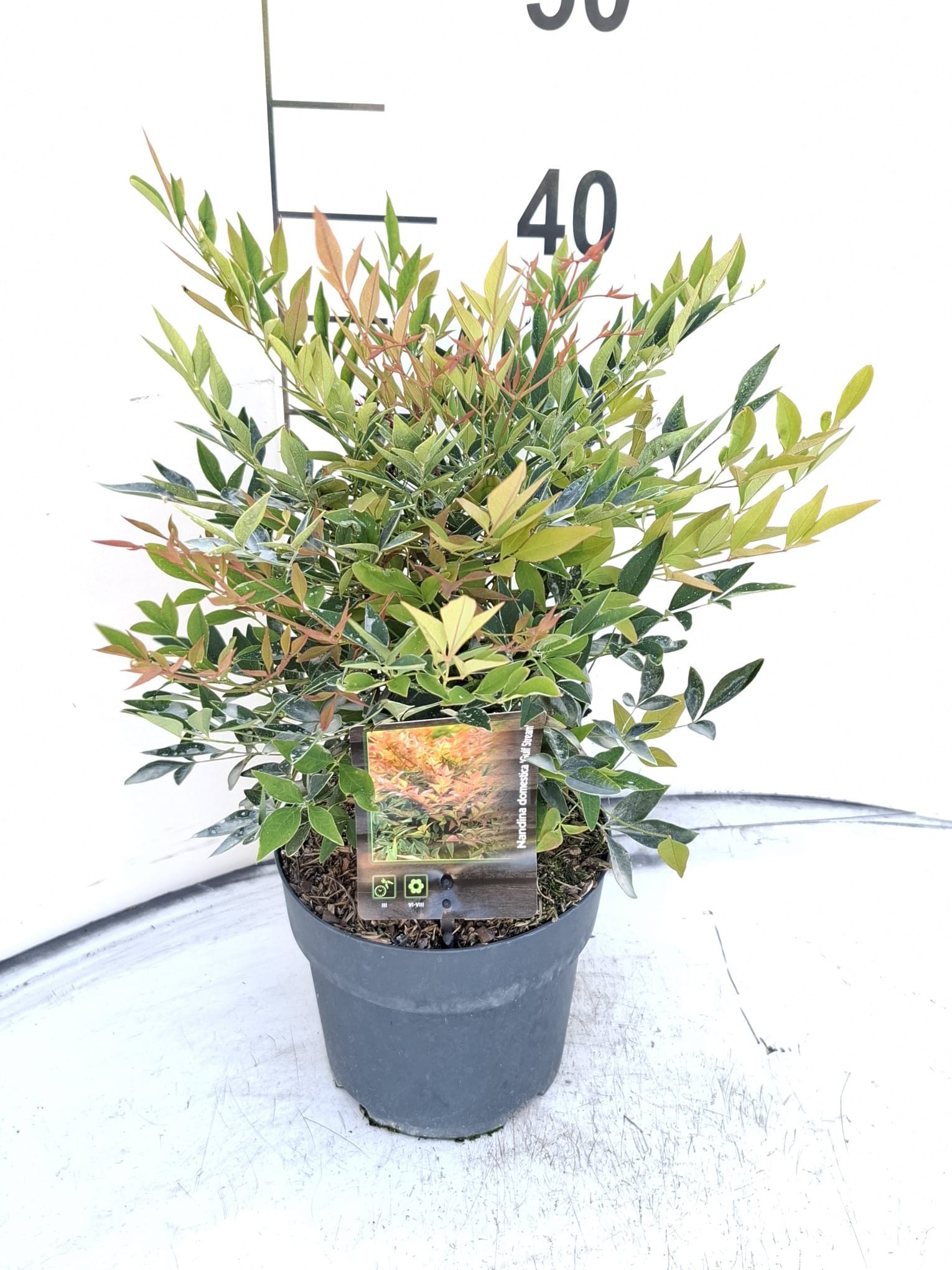 Nandina domestica 'Gulf Stream'