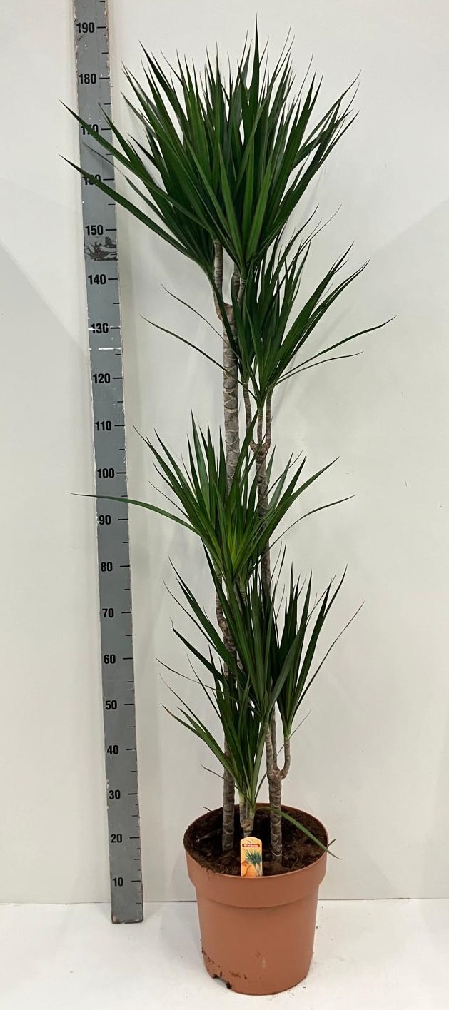 Dra Marginata 30P 180H 5stek 3kop