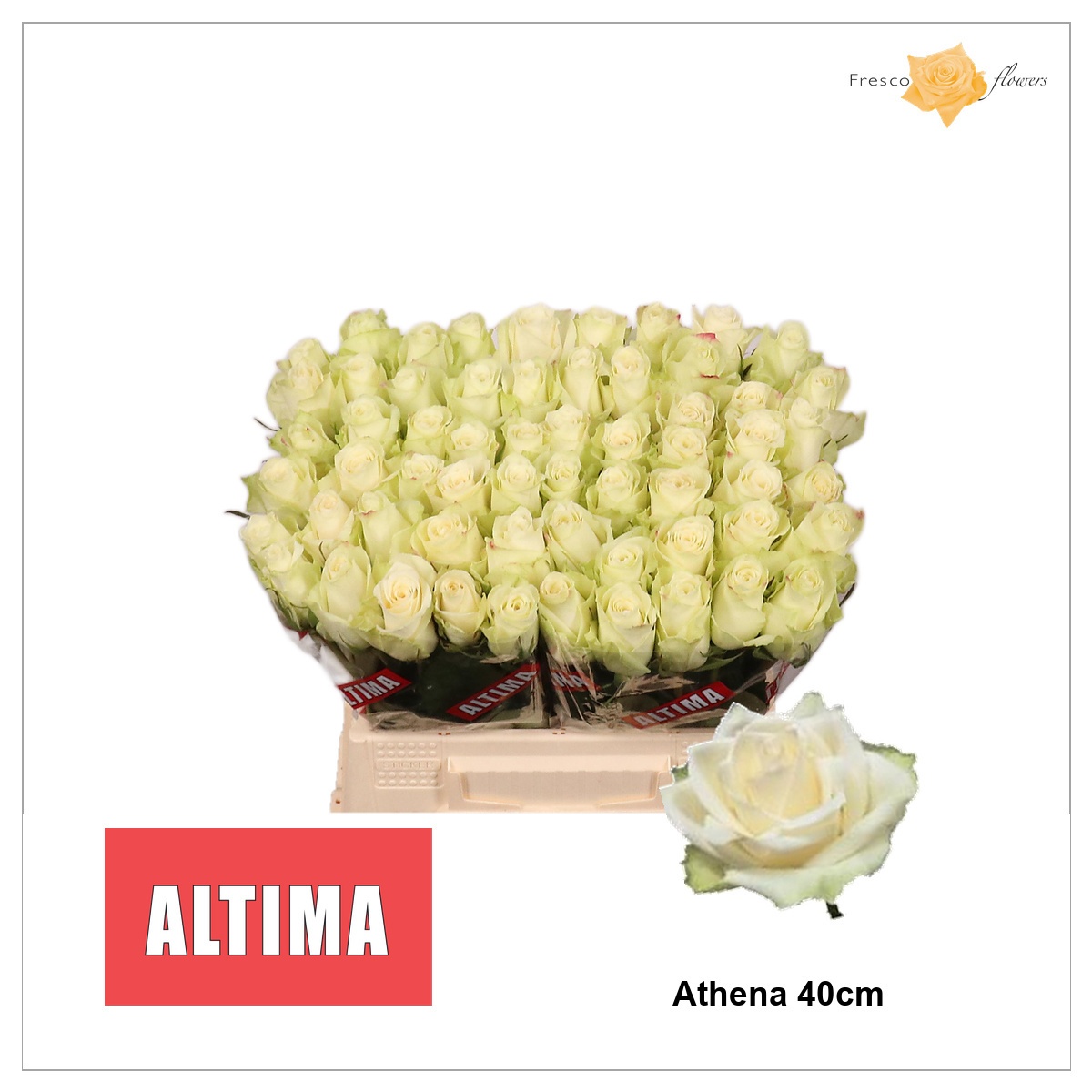 Rosa Athena 40cm