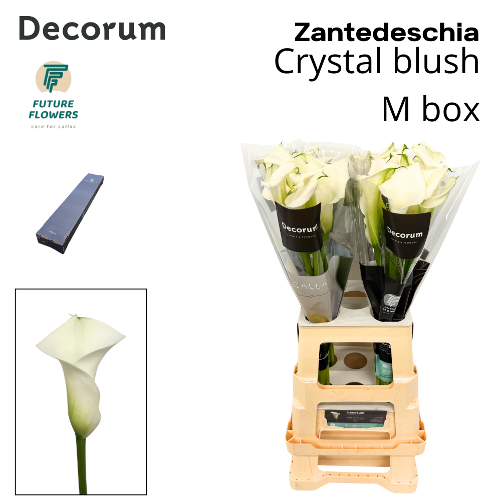 Zant Crystal Blush