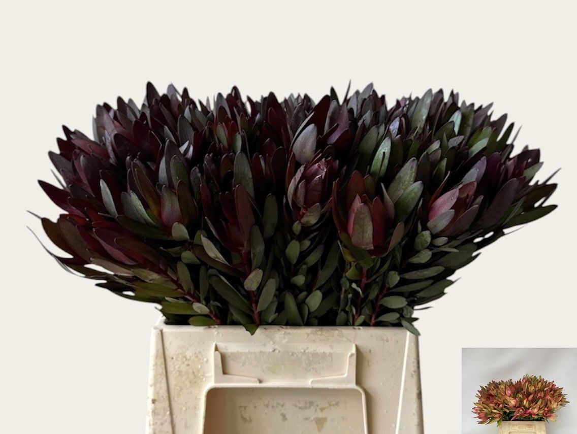 Leucadendron Safari Sunset 45cm