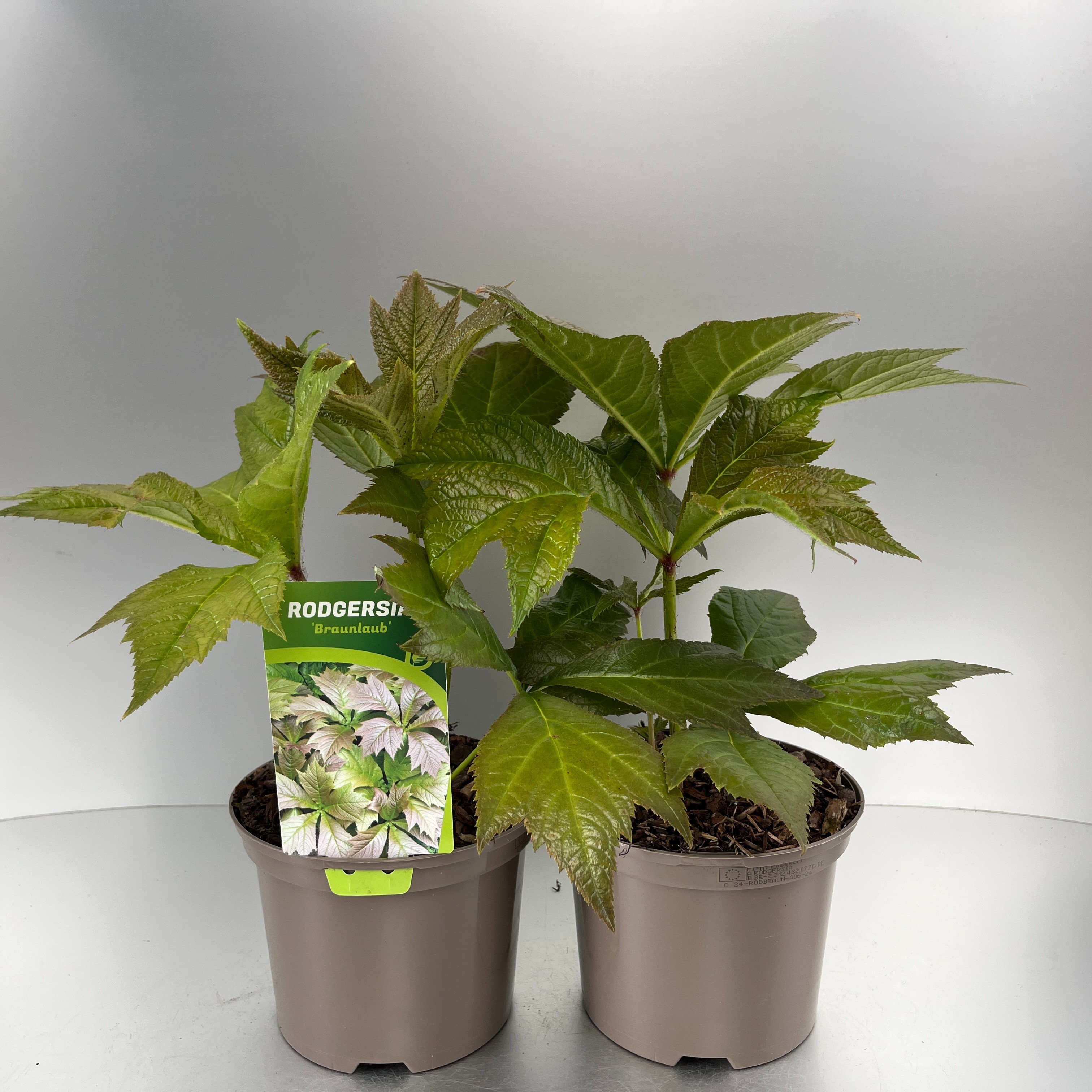 Picture of Rodgersia Braunlaub P17 (2 Ltr)