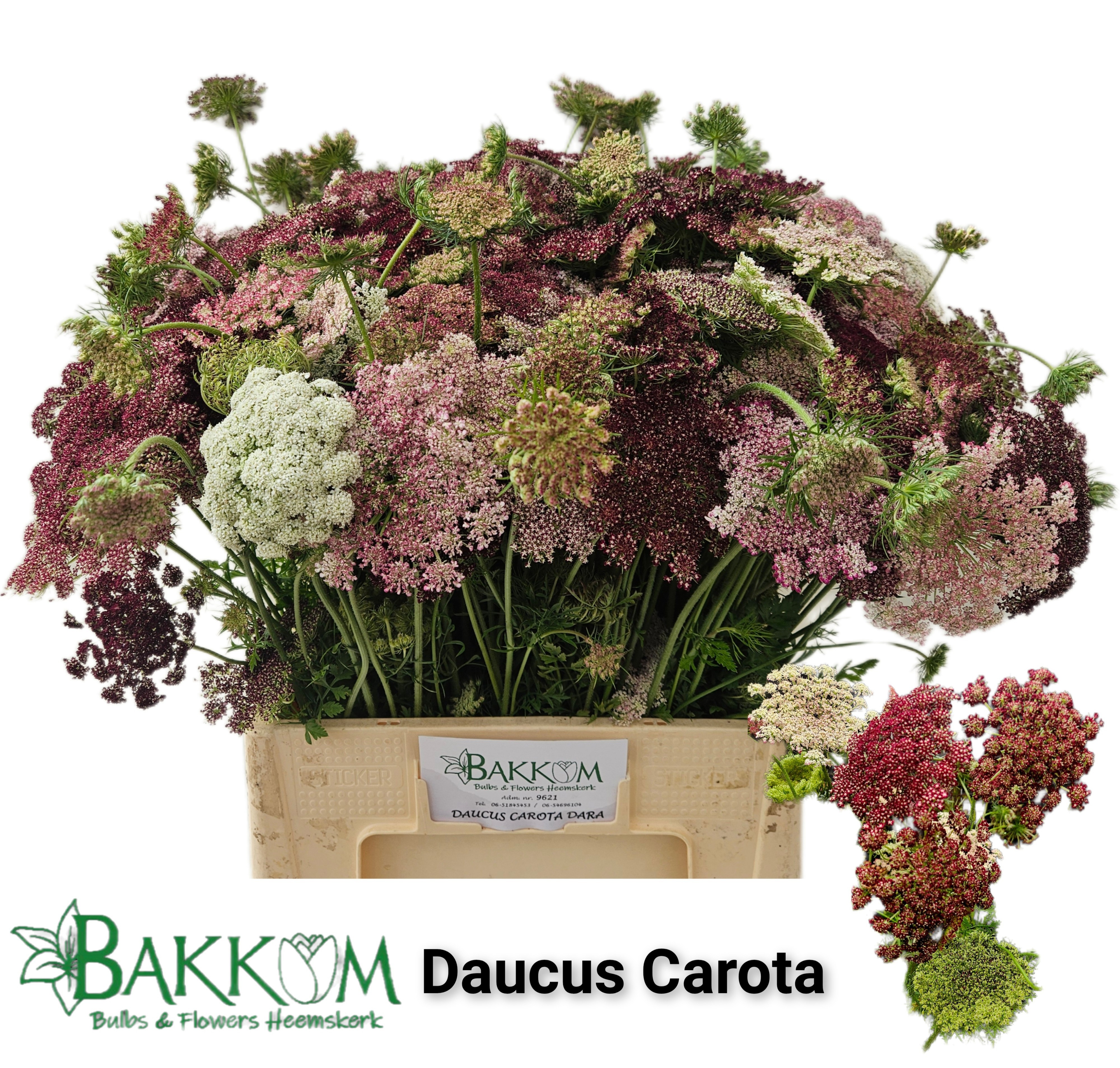 Daucus Carota 60cm