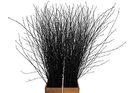 Betula Bs Kleurbeh