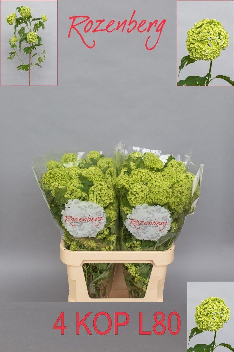 Viburnum Roseum 80cm 4