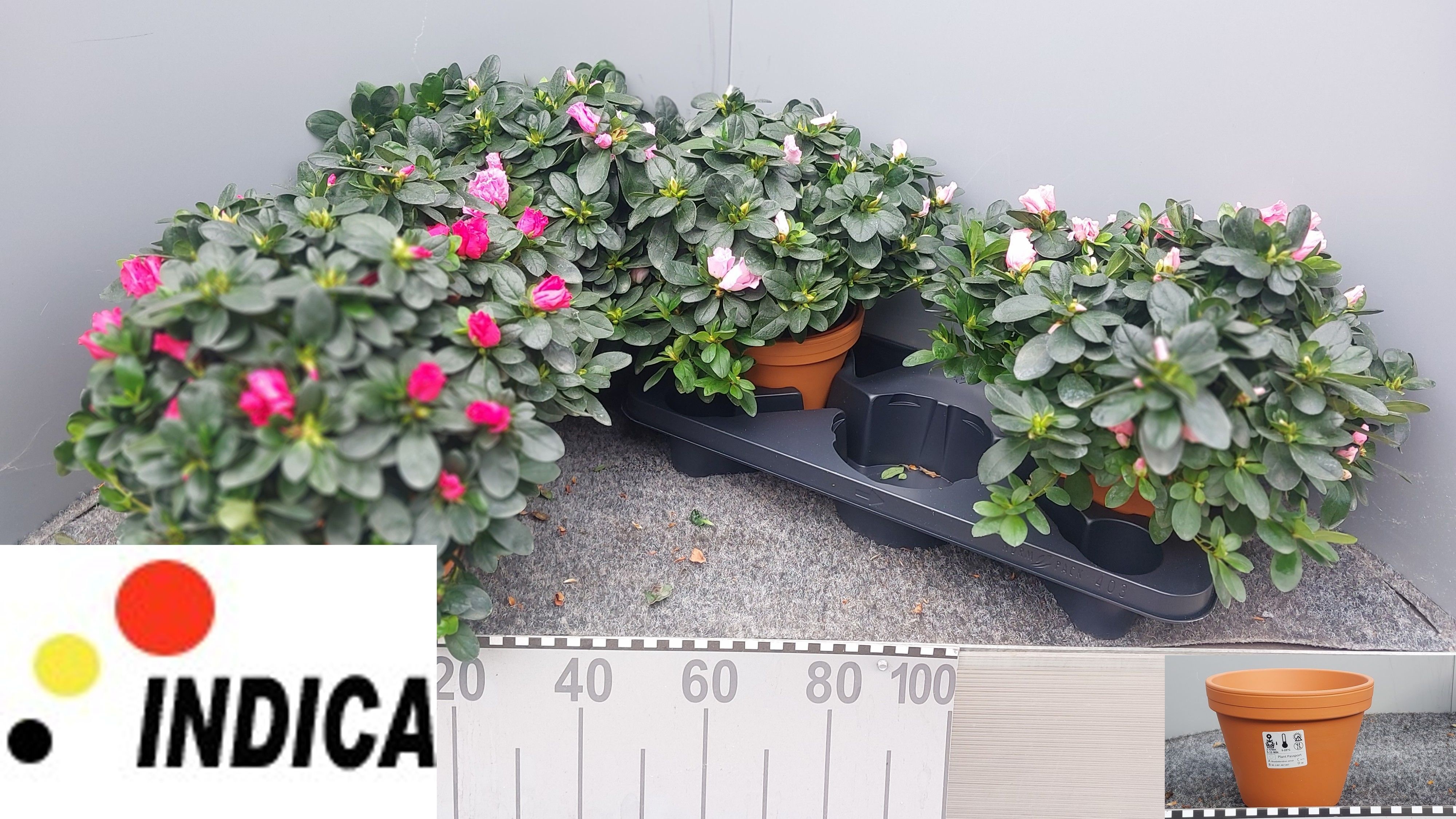 Rhodo Si V Gem 5 Srt 17P 32H 35Ø Cm 22bloei