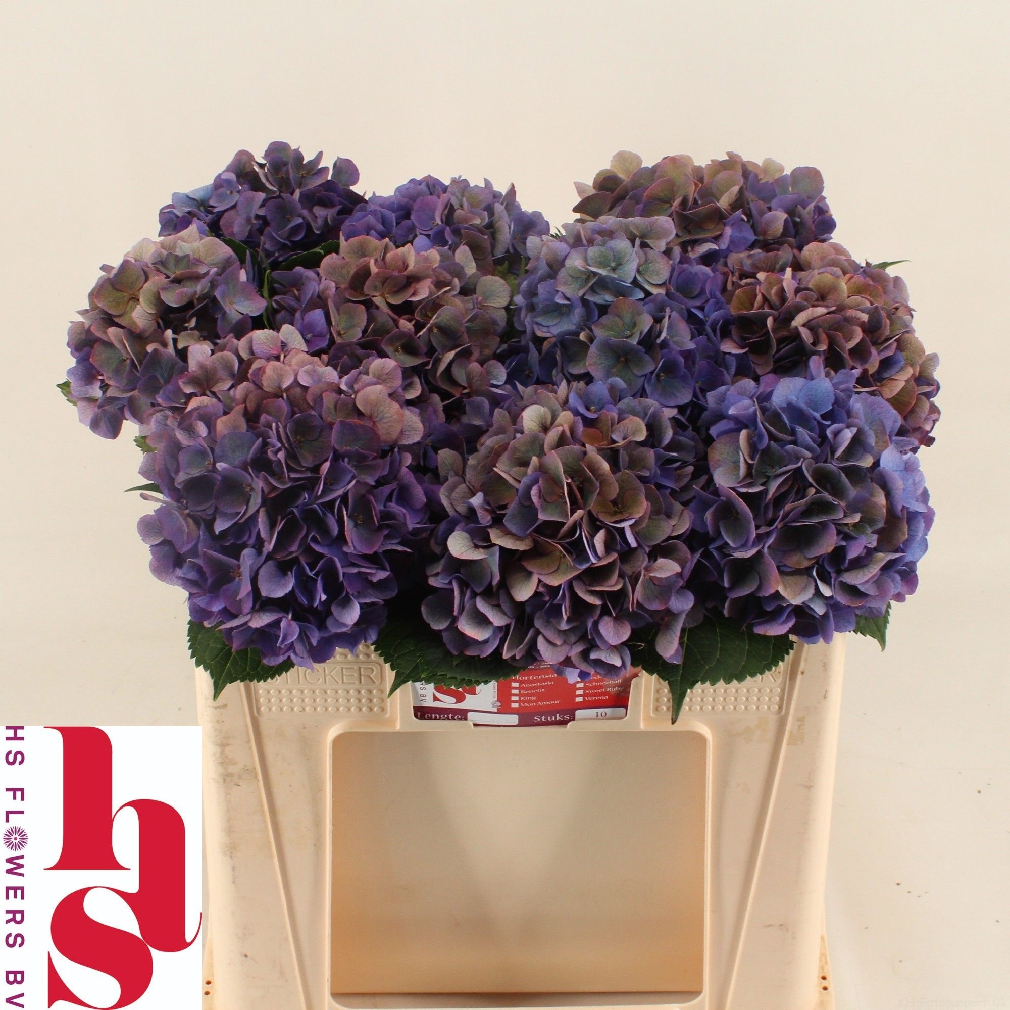 Hydrangea Royal Opera Classic 50cm 16Ø